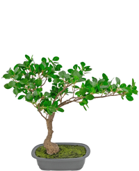 Kunstplant Bonsai Ficus 40 cm
