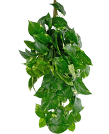 De Kunst hangplant Golden Vine Deluxe 80 cm heeft levendige groene, hartvormige bladeren die naar beneden vallen en een weelderig beeld vormen tegen een effen witte achtergrond.