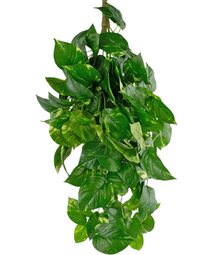 De Kunst hangplant Golden Vine Deluxe 80 cm heeft levendige groene, hartvormige bladeren die naar beneden vallen en een weelderig beeld vormen tegen een effen witte achtergrond.