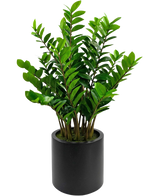 De Kunstplant Zamioculcas kant en klaar in zwarte pot van 120 cm heeft glanzende groene bladeren en staat in een eenvoudige, ronde zwarte pot tegen een witte achtergrond.