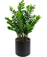 Kunstplant Zamioculcas kant en klaar in zwarte pot 120 cm