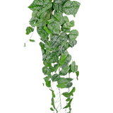 De Kunst hangplant Scindapsus 90 cm is een hangende klimplant met hartvormige groene bladeren versierd met zilverwitte spikkels, die naar beneden vallen tegen een effen witte achtergrond.