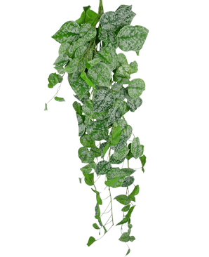 De Kunst hangplant Scindapsus 90 cm is een hangende klimplant met hartvormige groene bladeren versierd met zilverwitte spikkels, die naar beneden vallen tegen een effen witte achtergrond.