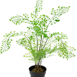 De Kunstplant Varen 35 cm is een kunstvaren met heldergroene, waaiervormige bladeren op slanke zwarte stelen, tegen een effen witte achtergrond.