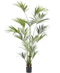 Kunstpalm Kentia 220 cm