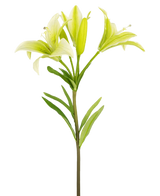 De Kunstbloem Aziatische Lelie 66 cm wit heeft een enkele steel met groene bladeren en drie lichtgroene leliebloemen-twee volledig open, een in knop-getoond tegen een effen witte achtergrond.