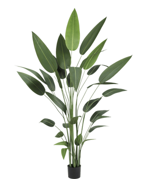 De Kunstplant Heliconia 210 cm heeft lange, slanke groene stelen en grote, puntige bladeren in een zwarte pot - ideaal om de schoonheid van grote planten in elke ruimte te brengen.