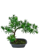 De Kunstplant Bonsai Podocarpus 40 cm heeft dicht groen gebladerte in een ondiepe rechthoekige grijze pot met mos, perfect om een natuurlijke stijl toe te voegen aan elke ruimte.