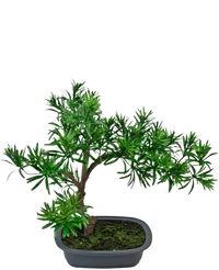 Kunstplant Bonsai Podocarpus 40 cm