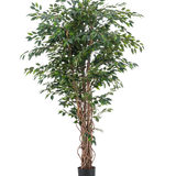De Kunstplant Ficus Liana 180 cm heeft slanke, gedraaide bruine stammen en overvloedige groene bladeren in een zwarte pot, tegen een effen witte achtergrond. Ideaal om weelderig, stijlvol groen toe te voegen aan je interieur met deze realistische kunstplant.