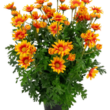 De Kunstplant Daisy UV 31 cm heeft levendige oranje en gele margrietachtige bloemen met weelderige, diep gelobde groene bladeren, allemaal in een potarrangement geïsoleerd op een witte achtergrond.
