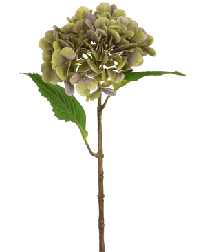 De Kunst Hortensia Deluxe 55 cm groen/paars heeft een enkele kunsthortensiastam met groene en paarse bloemblaadjes en twee groene bladeren op een effen witte achtergrond.