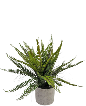 De Kunstplant Boston Varen 48 cm in sierpot is een realistische groene varenplant gepresenteerd in een decoratieve betonnen pot, tegen een witte achtergrond.