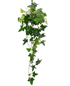 De Kunst hangplant Klimop Boston 70 cm groen heeft weelderige, groene, stervormige klimopbladeren die naar beneden vallen tegen een effen witte achtergrond.