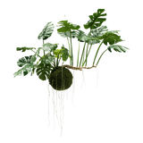 De Kunst hangplant Monstera Deluxe 80 cm, met weelderige groene bladeren en lange zichtbare wortels, hangt tegen een witte achtergrond en geeft jouw interieur direct een tropische uitstraling.