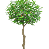 De Kunst Koffieboom 300 cm is een hoge kunstboom met een slanke, gebogen bruine stam en weelderige groene bladeren, in een kleine zwarte pot op een witte achtergrond.