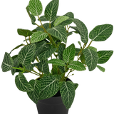 De Kunstplant Fittonia Groen-wit in Pot 25cm heeft weelderige groene bladeren met opvallende witte aderen, gepresenteerd in een eenvoudige zwarte pot en gefotografeerd tegen een effen witte achtergrond.