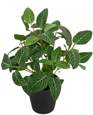 De Kunstplant Fittonia Groen-wit in Pot 25cm heeft weelderige groene bladeren met opvallende witte aderen, gepresenteerd in een eenvoudige zwarte pot en gefotografeerd tegen een effen witte achtergrond.