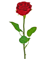De Kunstbloem Roos Klassiek 54 cm rood is een enkele rode kunstroos met een groene steel en bladeren, tegen een effen witte achtergrond.