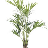 De Kunstpalm Kentia 165 cm heeft lange, slanke groene bladeren en meerdere stelen. Hij staat in een kleine zwarte pot tegen een effen witte achtergrond.