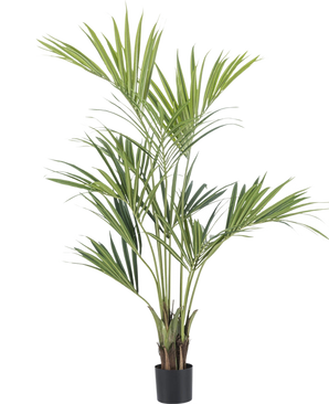 De Kunstpalm Kentia 165 cm heeft lange, slanke groene bladeren en meerdere stelen. Hij staat in een kleine zwarte pot tegen een effen witte achtergrond.