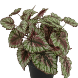 De Kunstplant Begonia in pot 25cm heeft grote, gestructureerde bladeren in groen, wit en roze. Gepresenteerd in een kleine zwarte pot tegen een effen witte achtergrond.