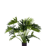 De Kunstplant Philodendron UV 90 cm heeft grote, diep gelobde groene bladeren in een pot, perfect als onderhoudsarme kamerplant om binnenshuis groen toe te voegen. Tegen een witte achtergrond geeft hij een natuurlijke stijl zonder onderhoud.