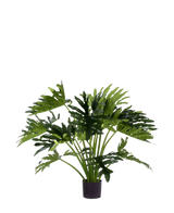 De Kunstplant Philodendron UV 90 cm heeft grote, diep gelobde groene bladeren in een pot, perfect als onderhoudsarme kamerplant om binnenshuis groen toe te voegen. Tegen een witte achtergrond geeft hij een natuurlijke stijl zonder onderhoud.