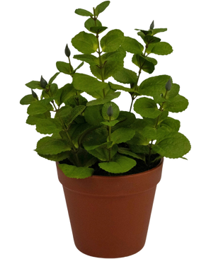 De Kunstplant Mint 30 cm is een kleine kunstplant met ronde groene bladeren in een bruine plastic pot, tegen een effen witte achtergrond.