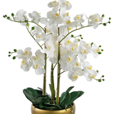 De Kunst Orchidee Real Touch 50 cm wit heeft levensechte witte orchideeën met gele hartjes en groene knoppen, allemaal gerangschikt met groene bladeren in een stijlvolle gouden pot.