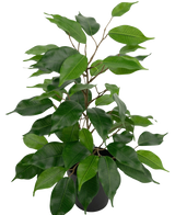 De Kunstplant Ficus in Pot 40 cm heeft talrijke groene bladeren en slanke bruine stelen tegen een effen witte achtergrond.