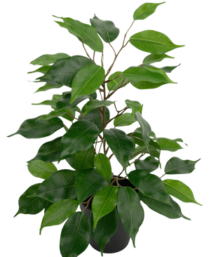 De Kunstplant Ficus in Pot 40 cm heeft talrijke groene bladeren en slanke bruine stelen tegen een effen witte achtergrond.