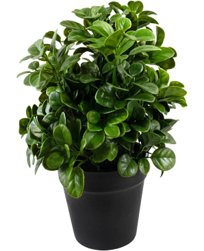 De Kunstplant Petunia 24 cm heeft dichte, ronde, glanzend groene bladeren op korte stelen, gerangschikt in een eenvoudige zwarte pot en tegen een effen witte achtergrond.