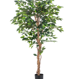 De Kunstplant Ficus Groen 180 cm heeft weelderige groene bladeren en een gedraaide bruine stam in een eenvoudige zwarte pot, tegen een witte achtergrond - ideaal om te combineren met stijlvolle sierpotten.