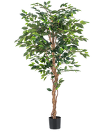 De Kunstplant Ficus Groen 180 cm heeft weelderige groene bladeren en een gedraaide bruine stam in een eenvoudige zwarte pot, tegen een witte achtergrond - ideaal om te combineren met stijlvolle sierpotten.