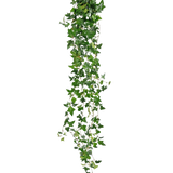 De Kunst hangplant Klimop Boston 180 cm groen heeft lange, hangende groene stelen met puntige bladeren die naar beneden vallen tegen een effen witte achtergrond.