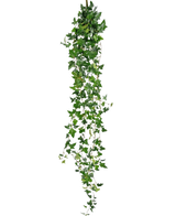 De Kunst hangplant Klimop Boston 180 cm groen heeft lange, hangende groene stelen met puntige bladeren die naar beneden vallen tegen een effen witte achtergrond.