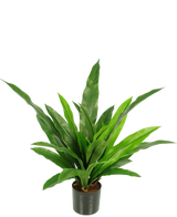 De Kunstplant Bird's Deluxe 60 cm is een groene kamerplant in pot met lange, smalle, puntige bladeren in een zwarte pot tegen een effen witte achtergrond.
