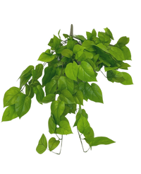 Kunst Pothos Struik Deluxe 90cm
