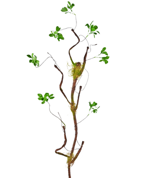 De Kunsttak Enkianthus 100 cm groen, een slanke kunstliaan met kleine groene blaadjes en mosaccenten, staat tegen een effen witte achtergrond.