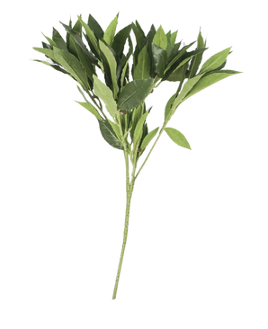 Het Kunstblad Laurier 50 cm groen heeft meerdere stengels met puntige bladeren, prachtig gedetailleerd en kunstzinnig, geïsoleerd gepresenteerd op een effen witte achtergrond.