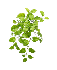 Kunst Pothos Struik Deluxe 60cm