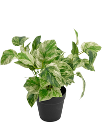 Kunstplant Gouden Wijnstok in Pot 25cm