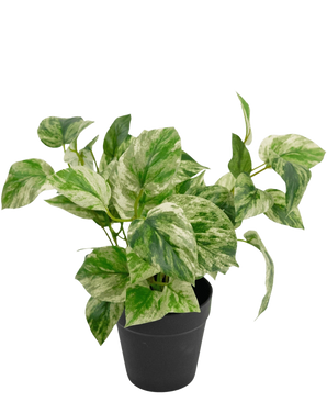 De Kunstplant Gouden Wijnstok in Pot 25cm heeft groen en wit bonte bladeren in een eenvoudige zwarte pot, tegen een effen witte achtergrond.