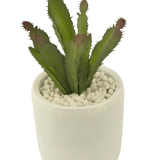 De Kunst vetplant 20 cm is een groene stekelige vetplant met roodachtige uiteinden in een witte pot van keramiek gevuld met witte kiezels, afgebeeld tegen een effen witte achtergrond.