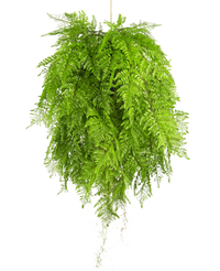 Kunst hangplant Varen met wortels d80 cm met hangsysteem