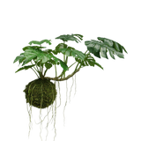 De Kunst hangplant Monstera Deluxe 60 cm heeft grote groene bladeren en lange wortels die uit een mosbol hangen, wat zorgt voor een tropische sfeer tegen een witte achtergrond.