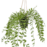 De Kunst hangplant Pumila in pot 30 cm heeft groene ranken met ovale bladeren, hangend aan drie touwtjes tegen een effen witte achtergrond.