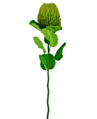 Kunstbloem Banksia 59 cm groen