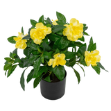 De Kunstplant Gardenia UV 39 cm is een weelderig groene kunstplant met grote, levendige gele bloemen en glanzende bladeren in een zwarte pot, tegen een effen witte achtergrond.